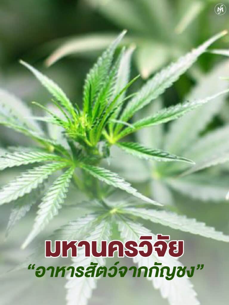 ม.เทคโนโลยีมหานคร วิจัยกัญชงป้อนอุตสาหกรรมแปรรูป